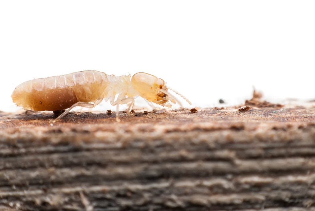 Conoce las termitas y cómo afectan a la madera
